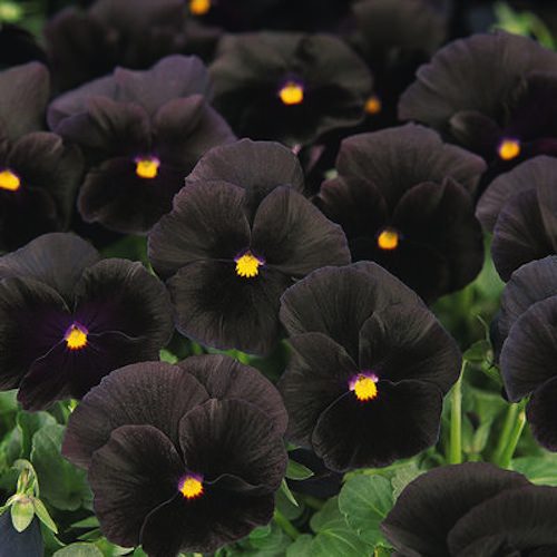 Viola Sorbet Black Delight (140)